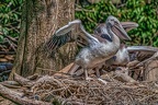 0059-pelicans