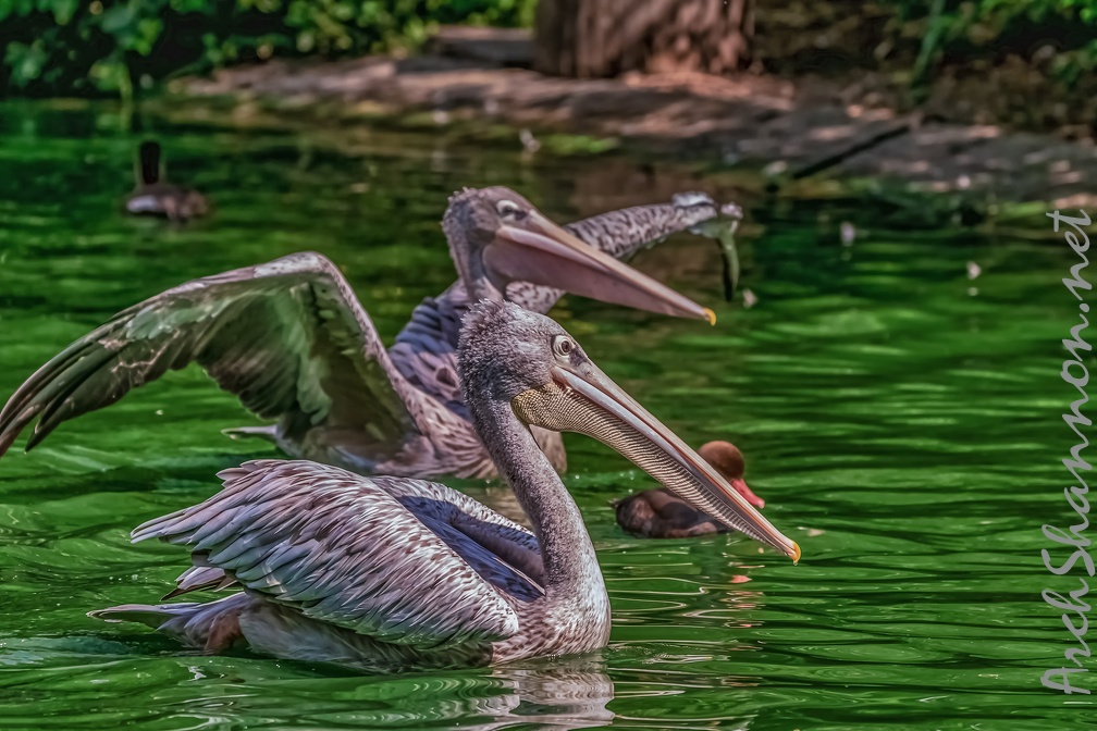 0066-pelicans
