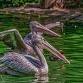 0066-pelicans