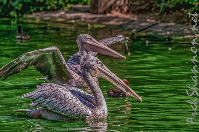 0067-pelicans