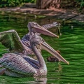 0067-pelicans