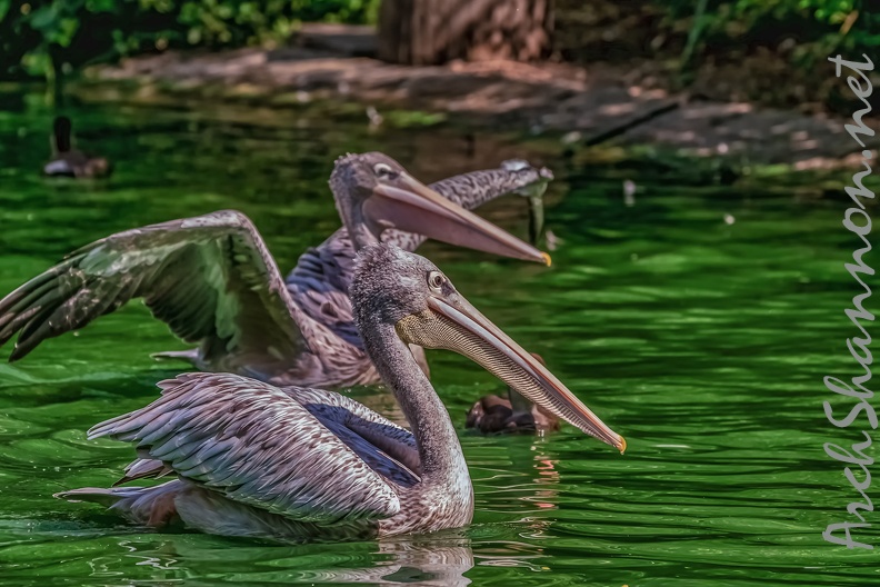 0068-pelicans.jpg