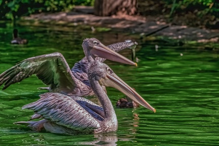 0068-pelicans