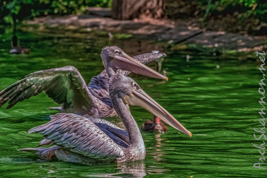 0069-pelicans