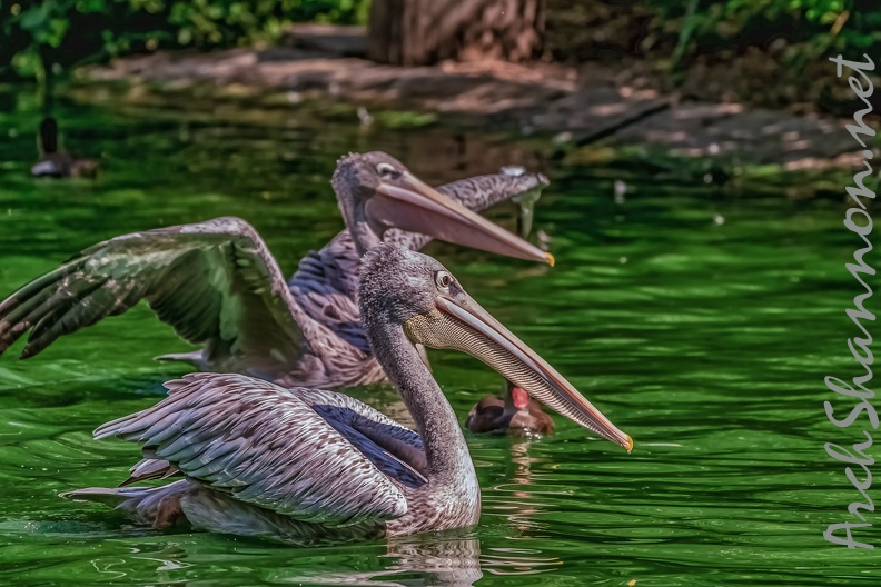 0069-pelicans.jpg