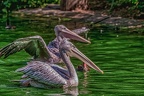 0069-pelicans