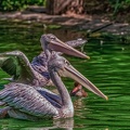 0070-pelicans