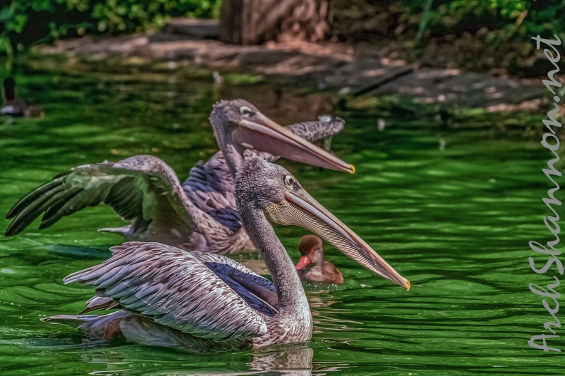 0071-pelicans.jpg