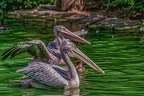 0071-pelicans