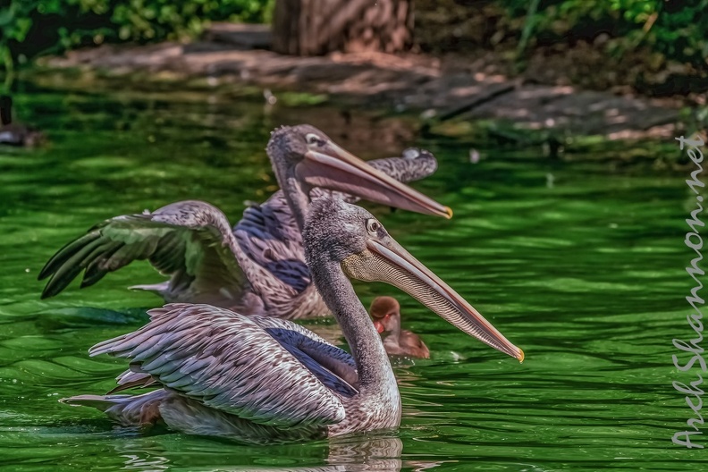 0072-pelicans.jpg