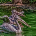 0072-pelicans