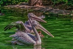 0072-pelicans