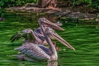 0073-pelicans