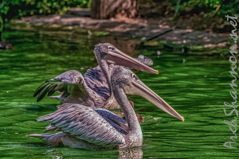 0074-pelicans