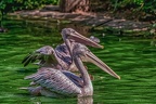 0074-pelicans