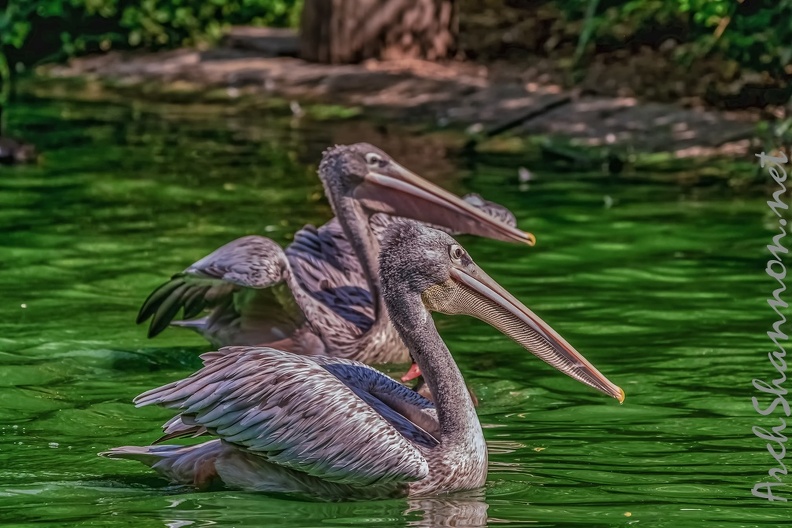 0075-pelicans.jpg