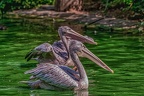 0075-pelicans