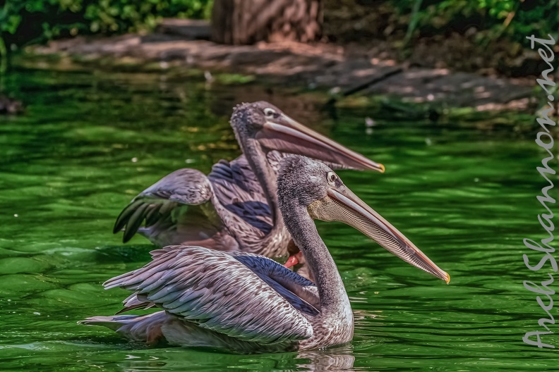 0076-pelicans.jpg
