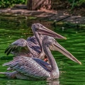 0076-pelicans
