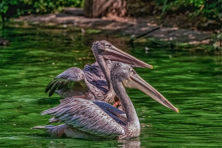 0076-pelicans