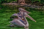 0077-pelicans