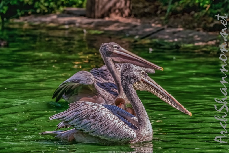 0078-pelicans.jpg