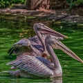 0078-pelicans