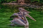 0078-pelicans