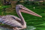 0079-pelicans