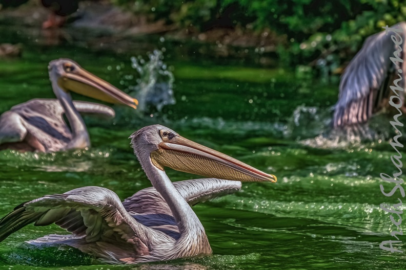0080-pelicans.jpg