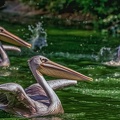 0080-pelicans