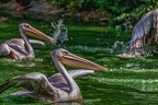 0080-pelicans