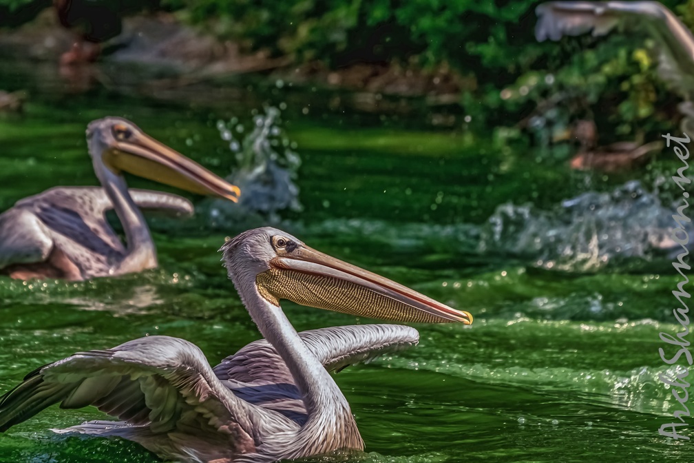 0081-pelicans
