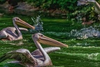 0081-pelicans