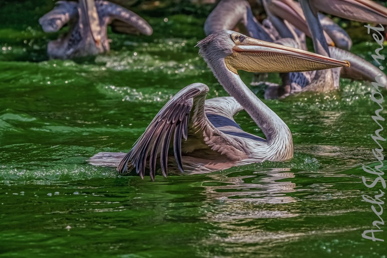 0082-pelicans.jpg