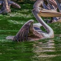 0082-pelicans