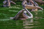 0083-pelicans