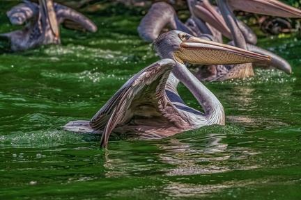 0084-pelicans