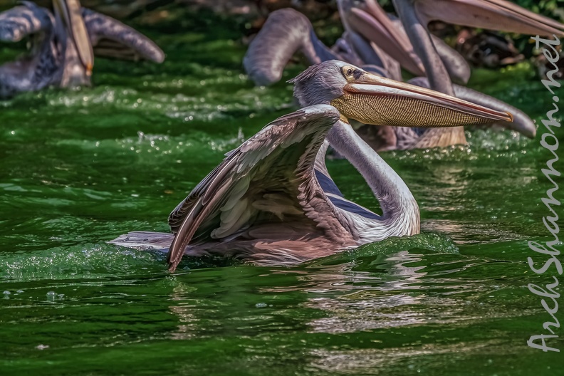 0085-pelicans.jpg