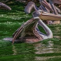 0085-pelicans