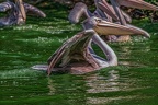 0085-pelicans