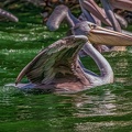 0086-pelicans