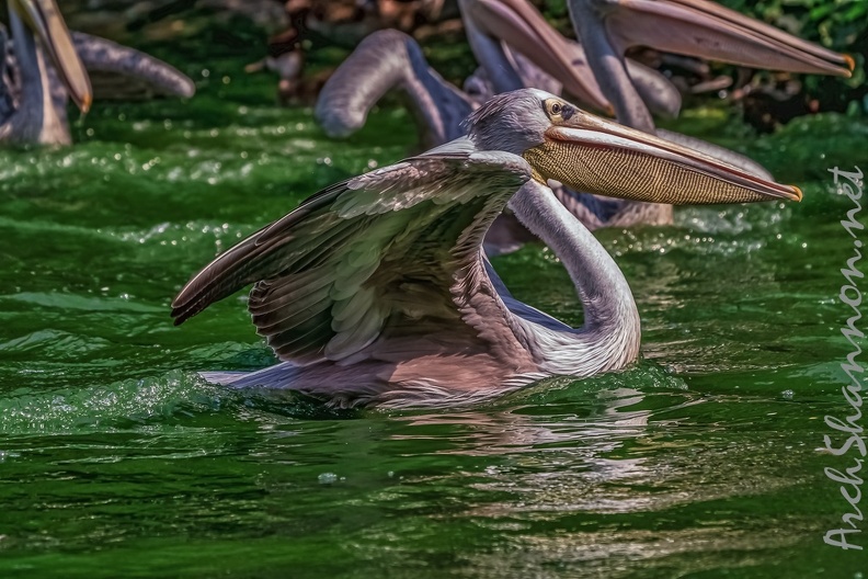 0087-pelicans.jpg