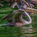 0087-pelicans