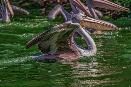 0087-pelicans