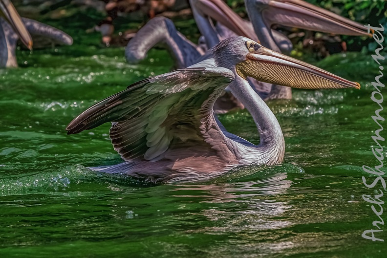 0088-pelicans.jpg