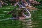 0088-pelicans