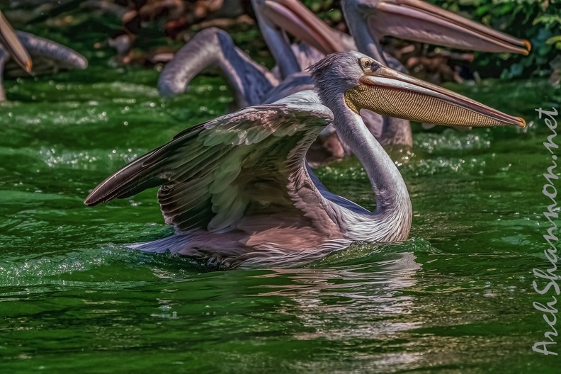 0089-pelicans.jpg