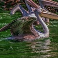 0089-pelicans
