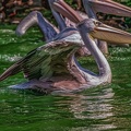 0090-pelicans